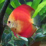 Discus Marlboro Vermelho