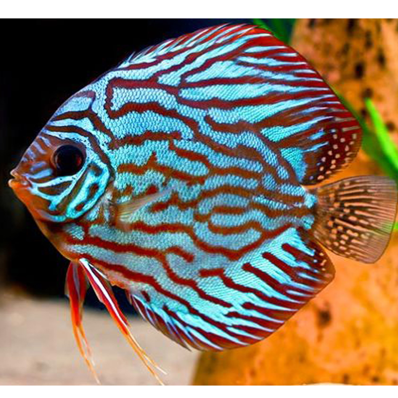 Discus Turquesa Vermelho M