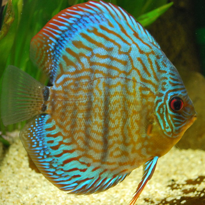 Discus Turquesa Vermelho M