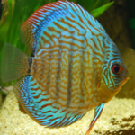 Discus Turquesa Vermelho M