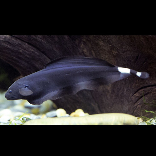 Peixe-faca fantasma negro