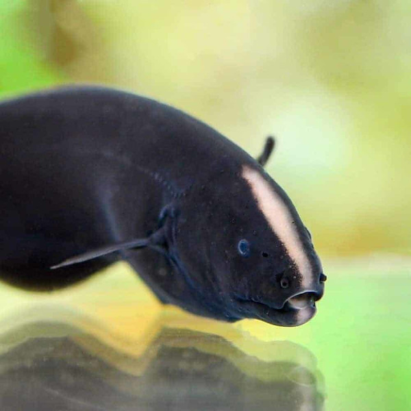 Peixe-faca fantasma negro