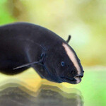 Peixe-faca fantasma negro