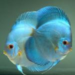 Discus Diamante Azul