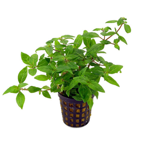 Staurogyne sp. (vaso)
