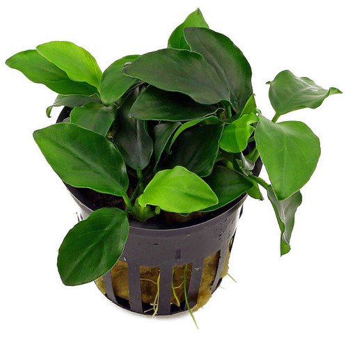 Anúbia barteri nana (Vaso)