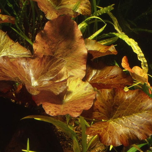 Nymphaea lotus