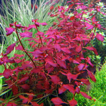 Ludwigia Super Red