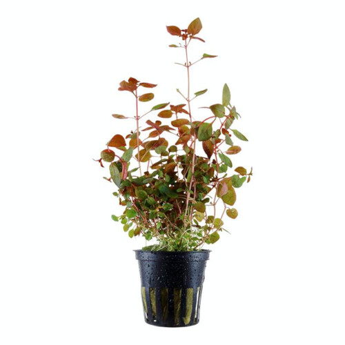 Ludwigia Super Red