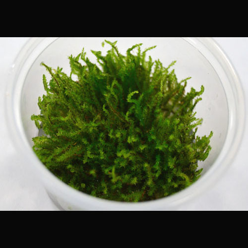 Flame Moss (in vitro)