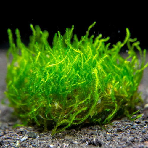 Flame Moss (in vitro)