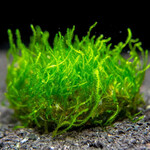 Flame Moss (in vitro)