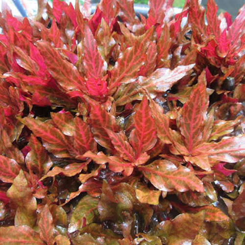 Alternanthera Reineckii Rosanervig (Vaso)