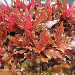 Alternanthera Reineckii Rosanervig (Vaso)