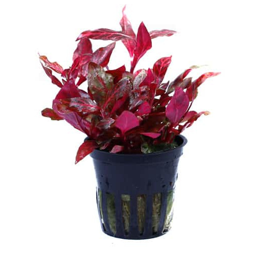 Alternanthera Reineckii Rosanervig (Vaso)