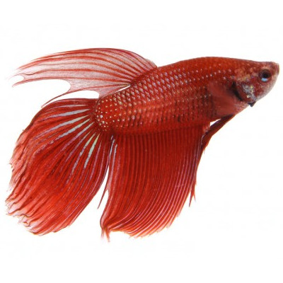 Betta macho vermelho