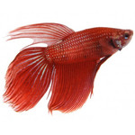 Betta macho vermelho