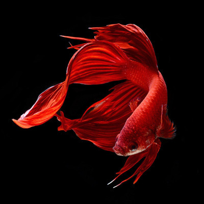 Betta macho vermelho