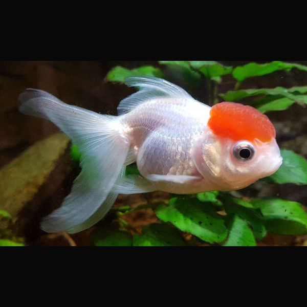 Oranda Capuchinho