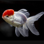 Oranda Capuchinho