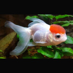 Oranda Capuchinho