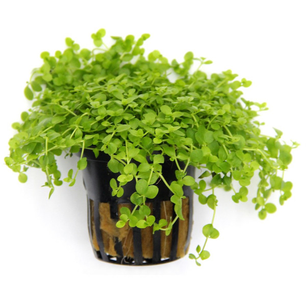 Micranthemum sp. "Monte Carlo" (Vaso)