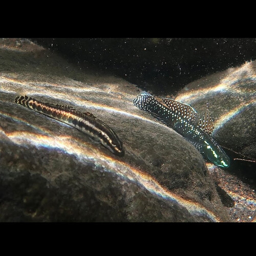 Góbio Azul