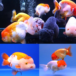 Ranchu