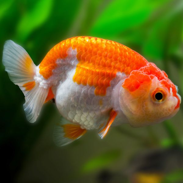 Ranchu