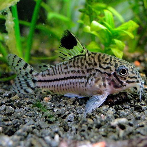 Coridora Leopardo julli