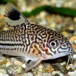 Coridora Leopardo julli
