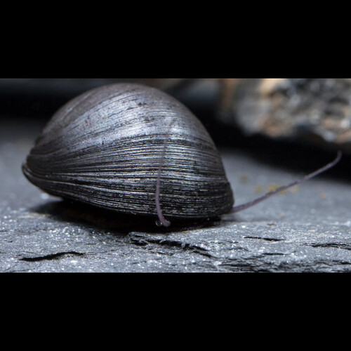 Neritina Militar