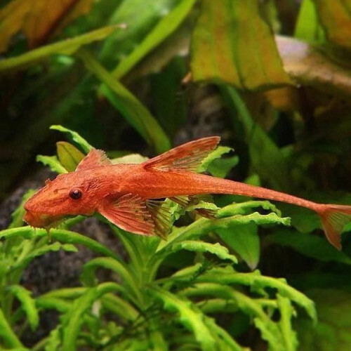 Loricaria Vermelha