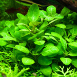 Lobelia cardinalis  (Vaso)