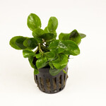 Lobelia cardinalis  (Vaso)