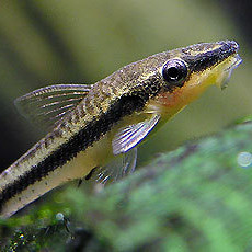 Oto