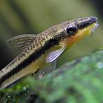 Oto