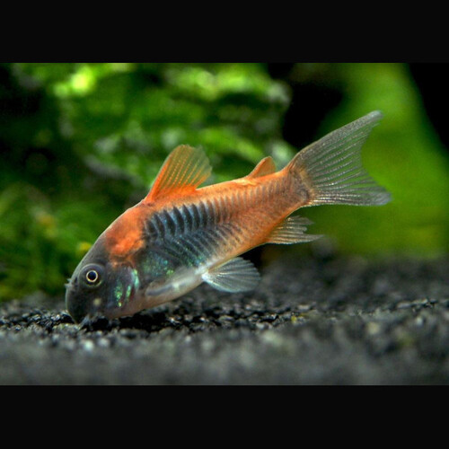 Coridora Venezuela