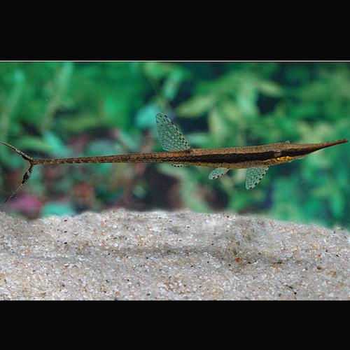 Peixe-Galho