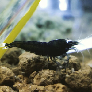 caridina-logemanni-var-king-kong.jpg