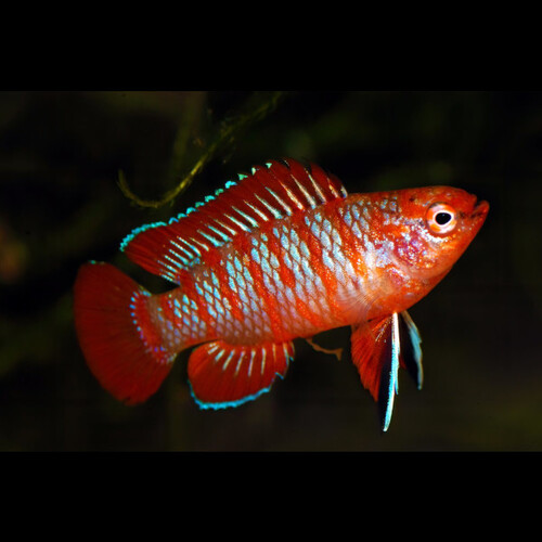 Badis Vermelho
