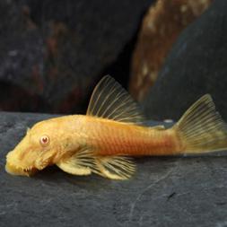 Ancistrus Albino - S