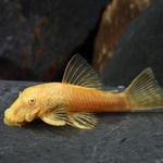Ancistrus Albino - S