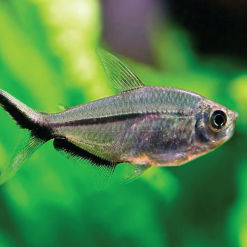 Tetra Fortuna - Moenkhausia costae