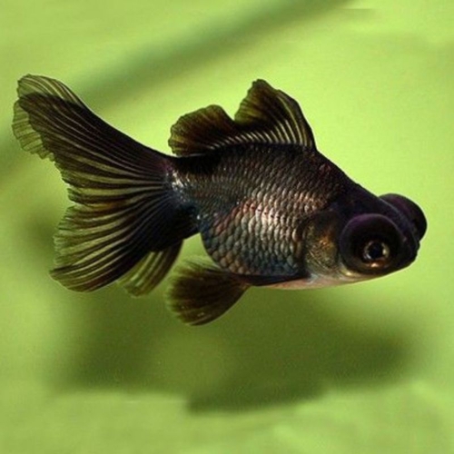Oranda telescopio negro