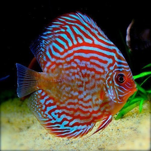 Discus Sortido 10/12cm