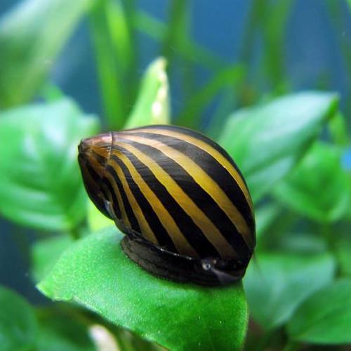 Neritina Zebra