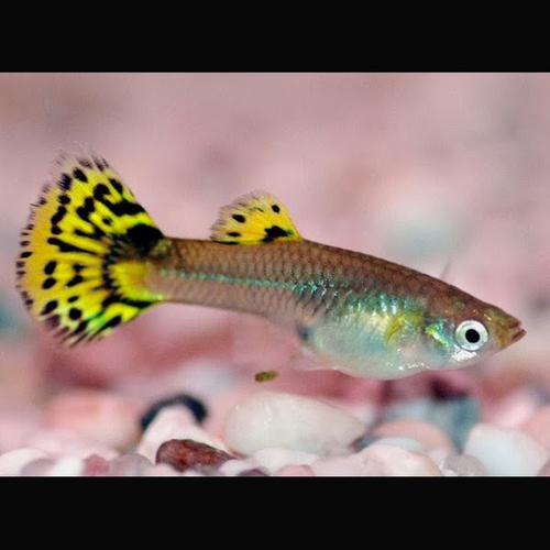 Guppy fêmea Leopardo