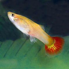 Guppy fêmea de Cauda Vermelha