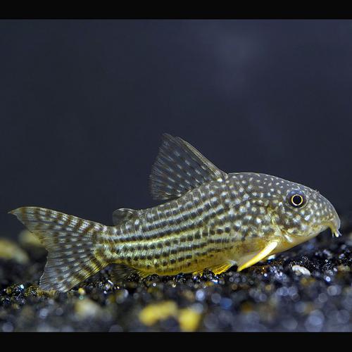 Coridora Sterbai